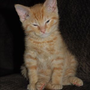 Meet your Posher, Dee